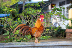 Rooster in Hoi AN Vietnam