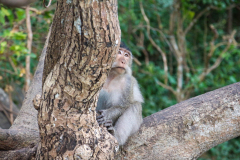 Monkeys in Vietnam